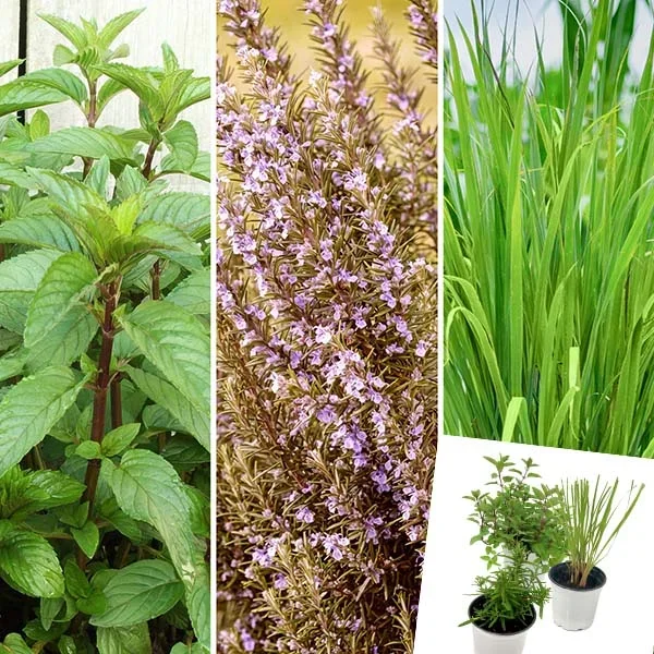 3 Herb Collection Chocolate Mint, Rosemary, Lemon Grass – Decor Steals