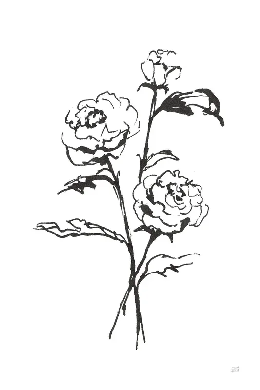Line Ranunculus I